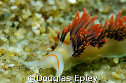 nudibranch taken at lovers cove monterey, ca by Douglas Epley 